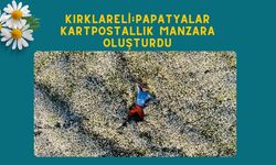 Kırklareli; Papatyalar Kartpostallık Manzara Oluşturdu