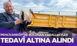 Pehlivanköy’de Bulunan Yaralı Leylek, Tedavi Altına Alındı