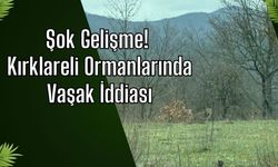 Şok Gelişme! Kırklareli Ormanlarında Vaşak İddiası