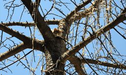 Ağaçta Mahsur Kalan Kedi Yavrusu Kurtarıldı