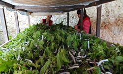 Kırklareli’nde İpek Böceği Yetiştiriciliği Yeniden Canlanıyor