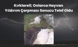 Kırklareli; Onlarca Hayvan Yıldırım Çarpması Sonucu Telef Oldu