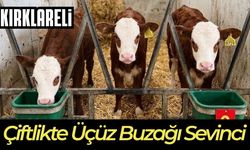 KIRKLARELİ; Çiftlikte Üçüz Buzağı Sevinci