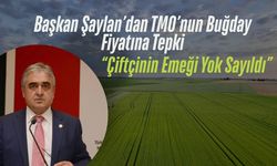 Başkan Şaylan’dan TMO’nun Buğday Fiyatına Tepki; “Çiftçinin Emeği Yok Sayıldı”