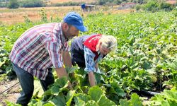 Lüleburgaz’da Çerezlik Kabak Demonstrasyonu İncelendi