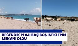 Beğendik Plajları Başıboş İneklerin Mekanı Oldu