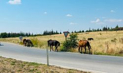 KIRKLARELİ: Başıboş Atlar Trafiği Tehlikeye Sokuyor