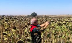 Kırklareli’nde Yerli Hibrit Ayçiçeği Ekili Alanları İncelendi