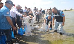 Göletlere 1 Milyon 200 Bin Sazan Yavrusu Bırakılacak