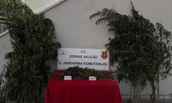 Hint Kenevirlerini Sularken Yakalanan Şüpheli Gözaltına Alındı