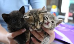 KIRKLARELİ DİKKAT! Sokakta Görülen Her Yavru Terk Edilmiş Olmayabilir