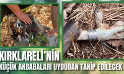 Kırklareli’nin Küçük Akbabaları Uydudan Takip Edilecek