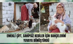 Emekli Çift, Sahipsiz Kediler İçin Bahçelerini Yuvaya Dönüştürdü