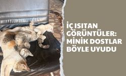 İç Isıtan Görüntüler: Minik Dostlar Böyle Uyudu