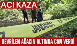 Acı Kaza; Devrilen Ağacın Altında Can Verdi