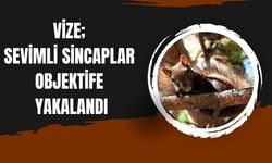 Vize; Sevimli Sincaplar Objektife Yakalandı