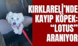 Kırklareli’nde Kayıp Köpek: “Lotus” Aranıyor