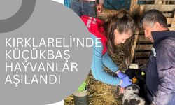 Kırklareli'nde Küçükbaş Hayvanlar Aşılandı