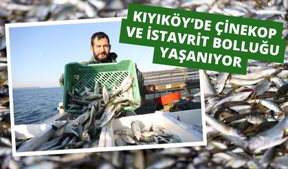 Kıyıköy’de Çinekop ve İstavrit Bolluğu Yaşanıyor