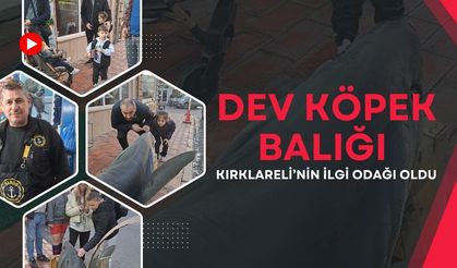 Dev Köpek Balığı Kırklareli’nin İlgi Odağı Oldu