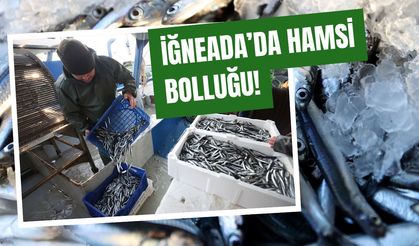 İğneada’da Hamsi Bolluğu