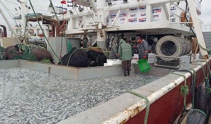 İğneada’da Balıkçılardan Hamsiye Kota Ayarı