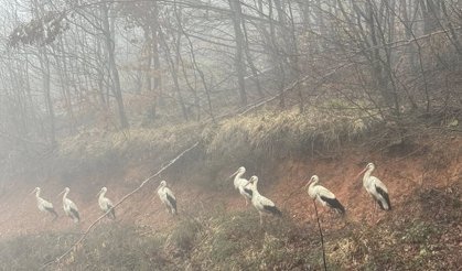 Yüzlerce Leylek Demirköy Yoluna Zorunlu İniş Yaptı