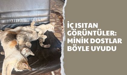 İç Isıtan Görüntüler: Minik Dostlar Böyle Uyudu