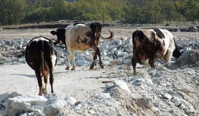 Kırklareli’nden Doğal Hayat İçin İç Acıtıcı Görüntüler