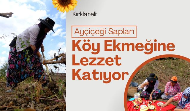 Ayçiçeği Sapları Köy Ekmeğine Lezzet Katıyor