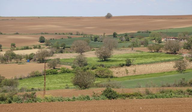 Trakya'da Artan Böcek Popülasyonu Tarımsal Üretimi Olumsuz Etkiliyor
