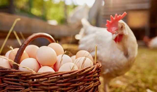 Tavuk üretimi Arttı Ama Yumurtada Düşüş Var!