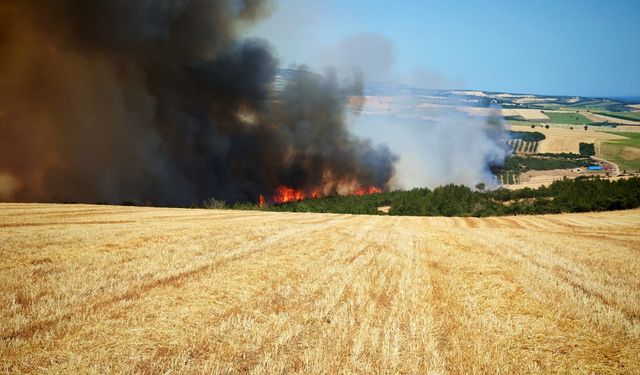 Tekirdağ'da Anız Yangını Ormana Sıçradı