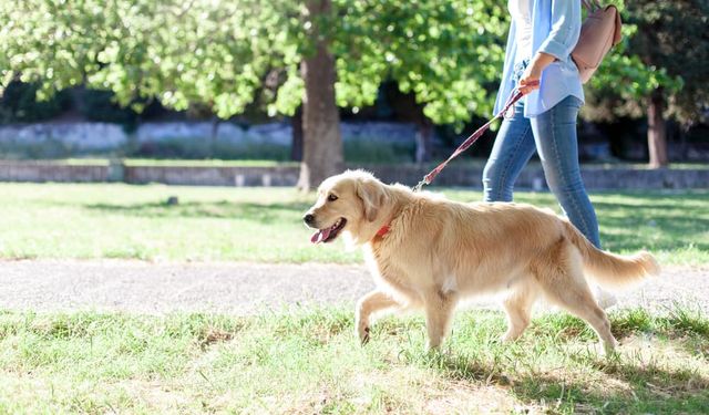 Köpeğinizi Gezdirirken Keneye Dikkat!