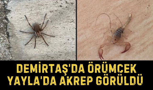 Demirtaş’da Örümcek, Yayla’da Akrep Görüldü