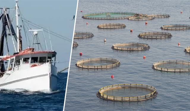 Su Ürünlerinde Üretim Planlamasında Olan Tür Sayısı 16'ya Çıktı