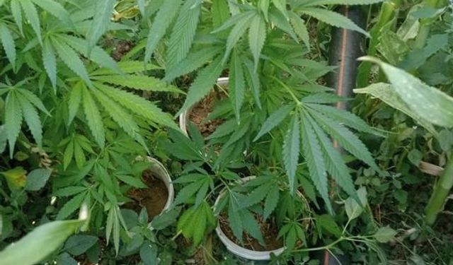 Vize'de Yasa Dışı Kenevir Yetiştiren İki Kişi Yakalandı
