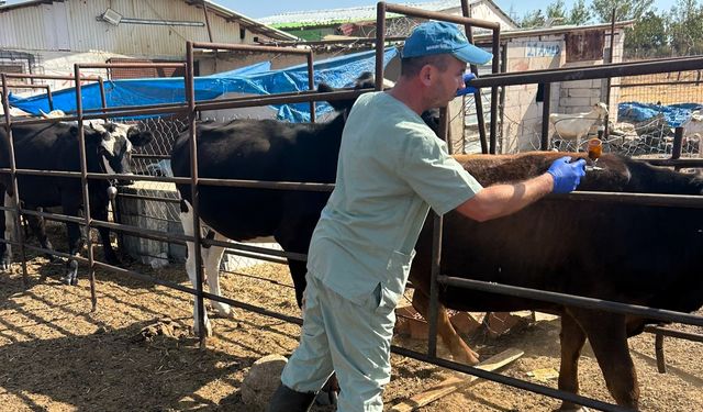Kırklareli’nde Şap Aşılaması Yapıldı