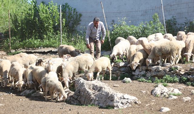 Şehir Hayatından Köyüne Döndü, Devlet Desteğiyle Sürü Sahibi Oldu
