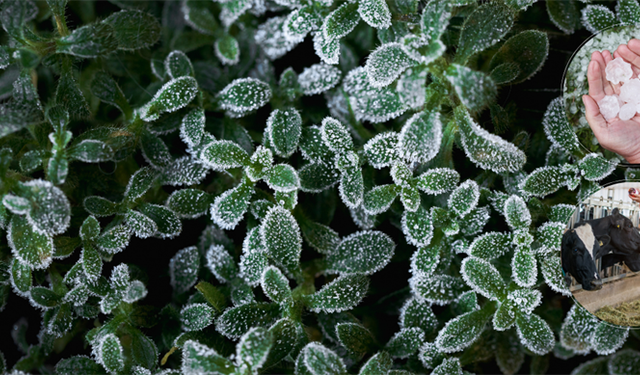 Eylülde Üreticilere 3,15 Milyar Lira Hasar Tazminatı Ödendi