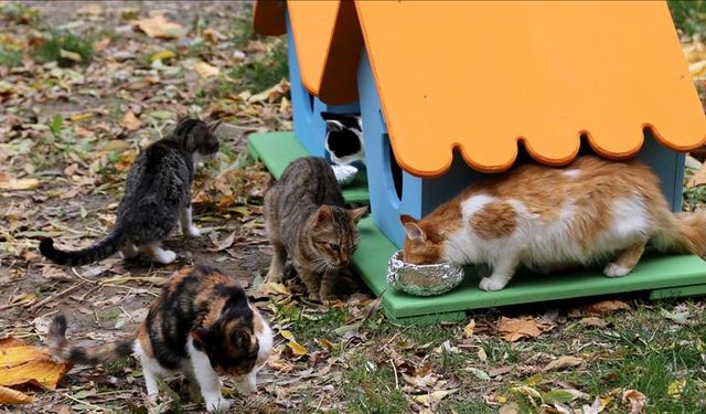 Kış Kapıda Bir Kap Su, Bir Avuç Mama Hayat Kurtarıyor!