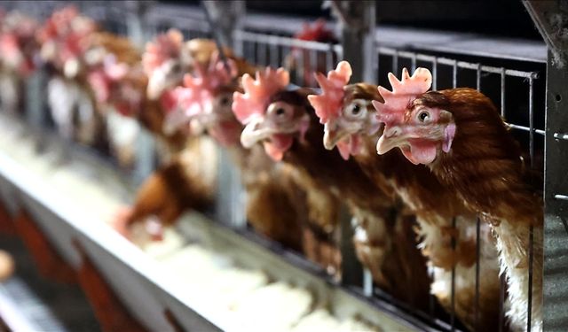 Kesilen Tavuk Sayısı Arttı, Yumurta Azaldı