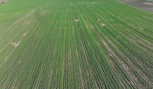 Son Dönemdeki Yağışlar Kanola Üreticisini Sevindirdi