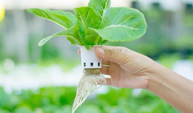 Halk Eğitim Merkezinden Topraksız Tarım Kursu