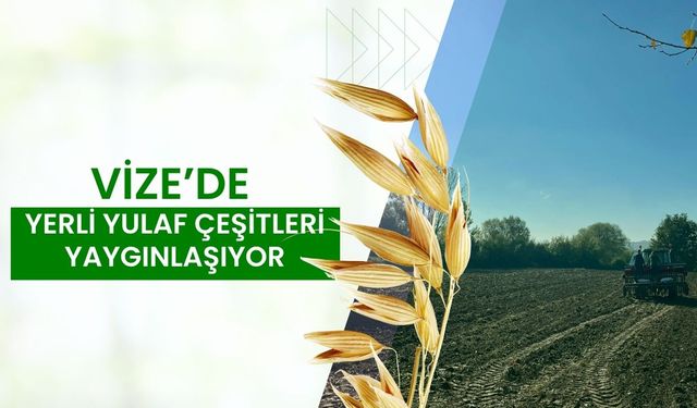 Vize’de Yerli Yulaf Çeşitleri Yaygınlaşıyor