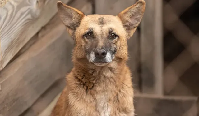 Aç Kalan Sokak Hayvanları Daha Agresifleşir!