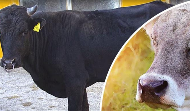 Halk Elinde Islah Projeleri"ne Toplam 2,7 Milyar Lira Destek Sağlandı