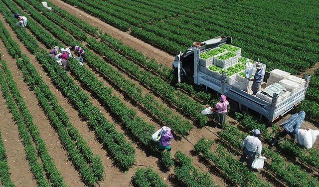 Bitkisel Üretim İstatistikleri Açıklandı