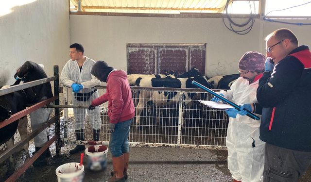 Kırklareli: Hayvancılık İşletmelerinde Kontroller Devam Ediyor