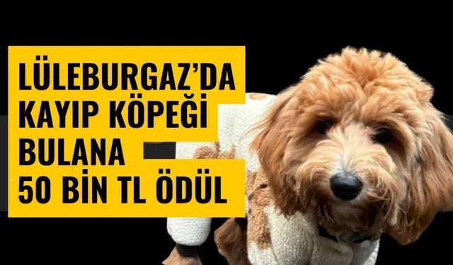 Lüleburgaz’da Kayıp Köpeği Bulana 50 Bin TL Ödül
